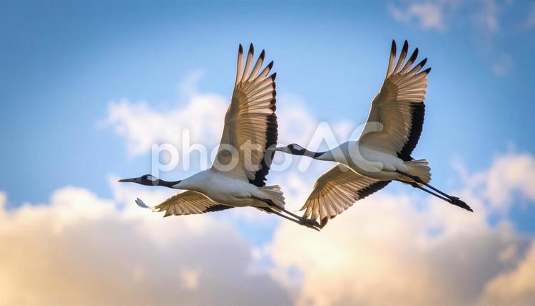 大空を飛ぶ姿が美しい2羽の鶴 鶴,鳥,大空の写真素材