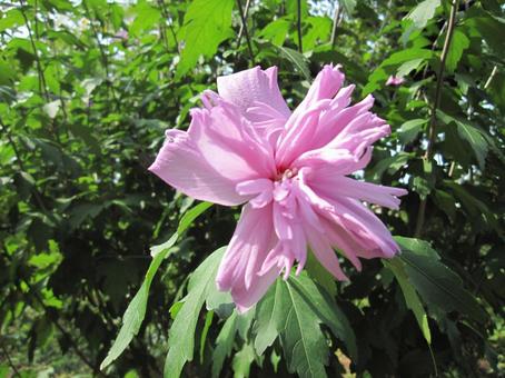 Rose of Sharon Macro, JPG Rose of Sharon Macro, JPG