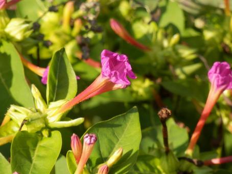 【花の写真】オシロイバナ（白粉花） オシロイバナ,白粉花,赤の写真素材
