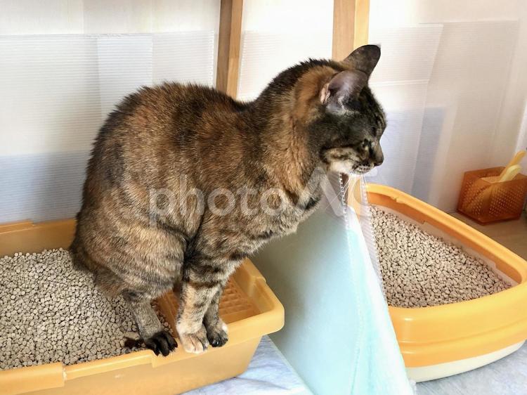 トイレ 猫,ペット,飼育の写真素材