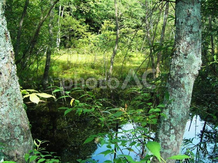 上高地 美しい森と鏡のような池 美しい,水,清水の写真素材