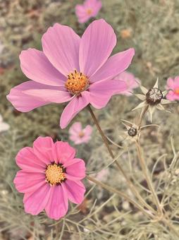 くすんだレトロな色調のピンクのコスモス コスモス,秋桜,ピンクの写真素材