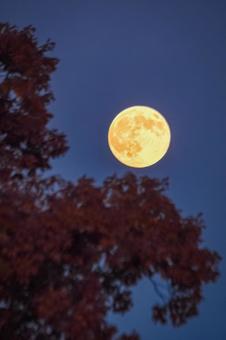 月と紅葉 満月,次,紅葉の写真素材