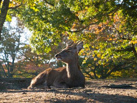鹿と紅葉 鹿,紅葉,野生の写真素材