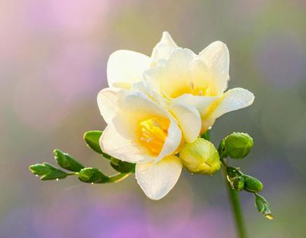 花 花の写真