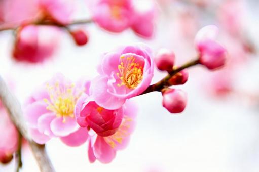 梅園の梅の花 梅園の梅の花 の写真