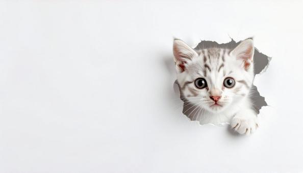 破れた壁の穴から覗く子猫 破れた壁の穴から覗く子猫の写真