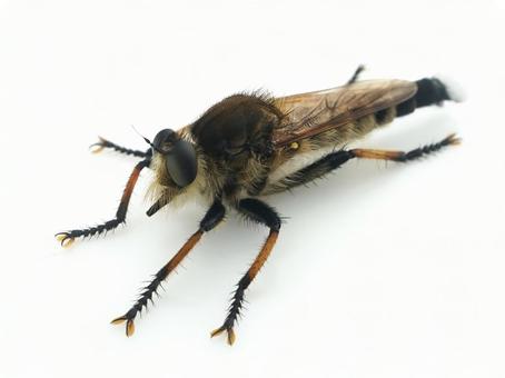 シオヤアブ シオヤアブ アブ,シオヤアブ,虫の写真素材