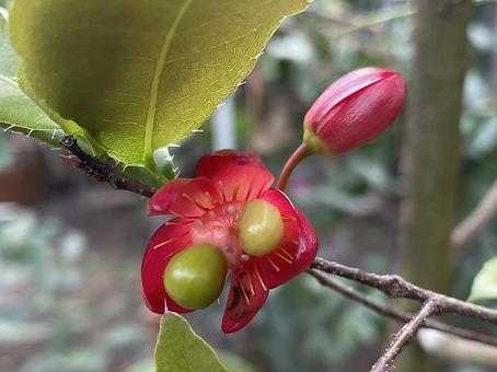 Photo, mickey wormwood, mickey mouse tree, green fruit, 