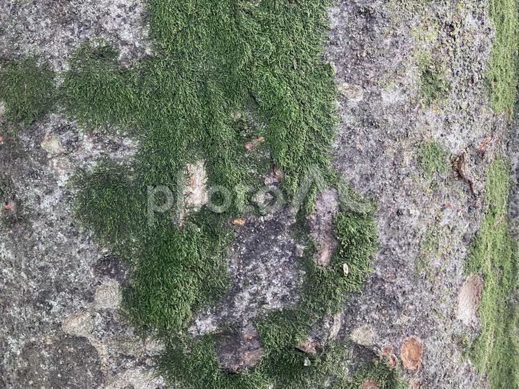 苔と樹皮肌テクスチャー 苔,樹皮肌,テクスチャーの写真素材