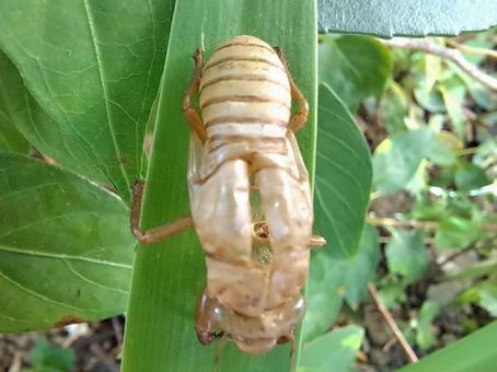 セミの脱け殻 セミの脱け殻 セミ,脱け殻,生き物の写真素材
