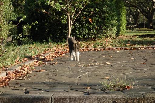 立ち去る猫 立ち去る猫の写真