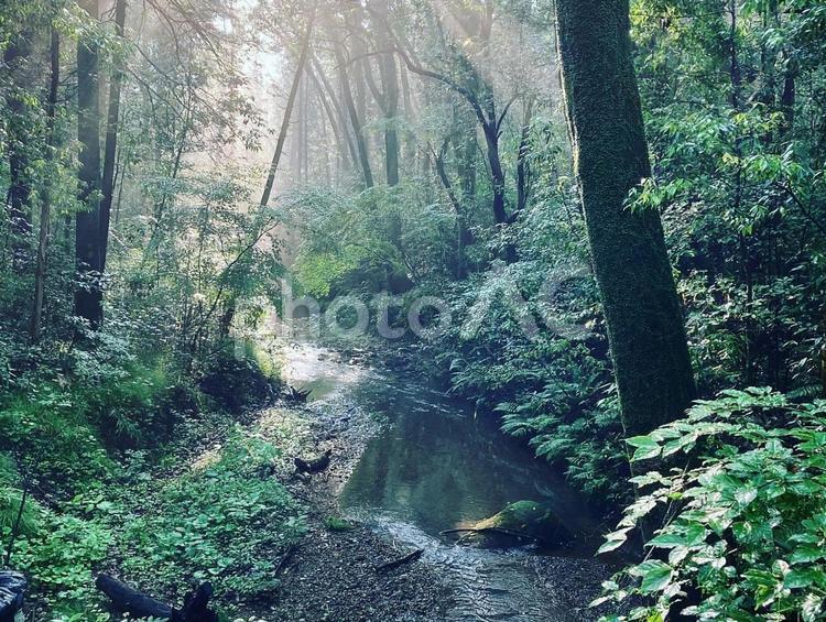 狭山丘陵のせせらぎ 狭山丘陵,散歩,朝の写真素材
