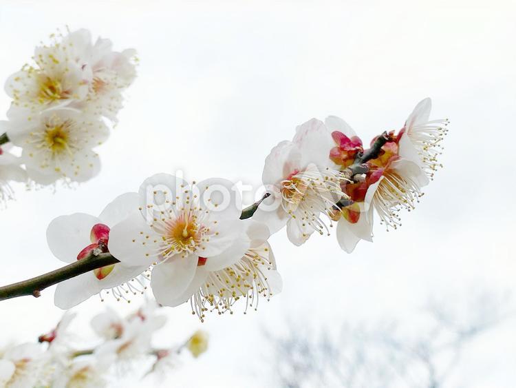 神代植物公園の梅の花 梅,梅の花,神代植物公園の写真素材