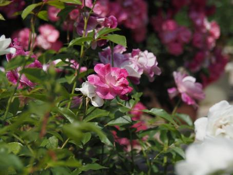 薔薇 薔薇の写真