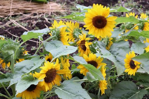 ひまわり 石神井公園,公園,練馬の写真素材