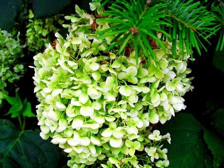 ハイドランジア ハイドランジア 花,植物,ハイドランジアの写真素材