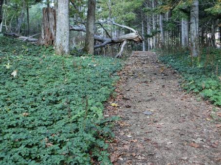洞爺湖の中島自然道 北海道,洞爺湖中島,自然の写真素材