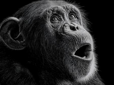 チンパンジーの写真