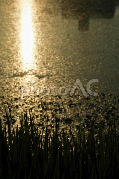 ほとりの散歩 ほとり,水辺,太陽の写真素材