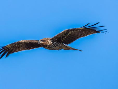 空を飛ぶトビ・トンビ トビ,鳶,野鳥の写真素材