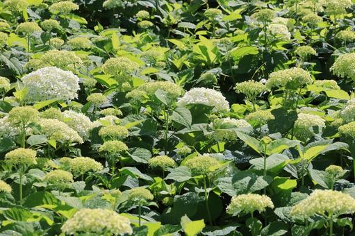 あじさい あじさい,自然,権現堂の写真素材