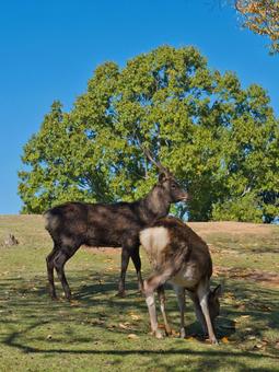 三笠山の鹿 鹿,野生,動物の写真素材