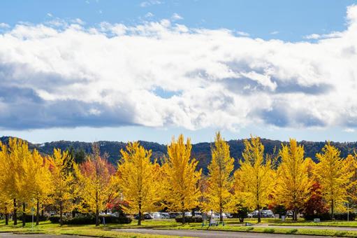 公園の紅葉⑷ 秋,紅葉,木々の写真素材