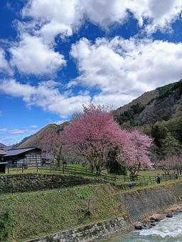 桜 桜 桜,さくら,花見の写真素材
