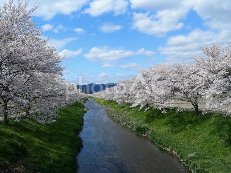 桜並木 桜,並木,青空の写真素材