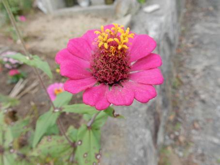 【花の写真】 ヒャクニチソウ（百日草）の写真