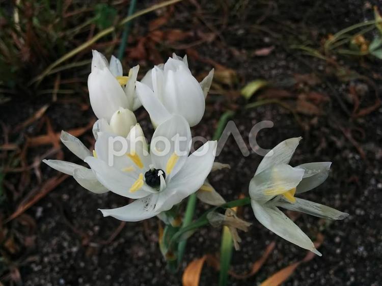 花　オーニソガラムアラビカム　オーニソガラム・アラビカム　大甘菜　オオアマナ　オーニソガラム　純粋　才能 オーニソガラムアラビカム,オーニソガラム・アラビカム,大甘菜の写真素材