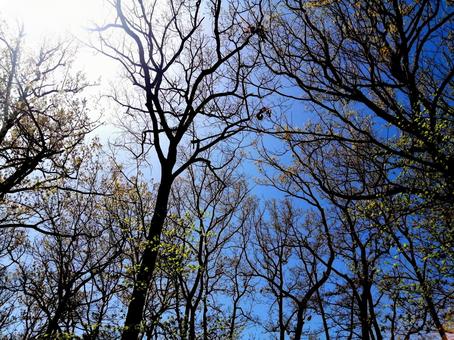 新緑の林と空とこもれび 新緑の林と空とこもれびの写真