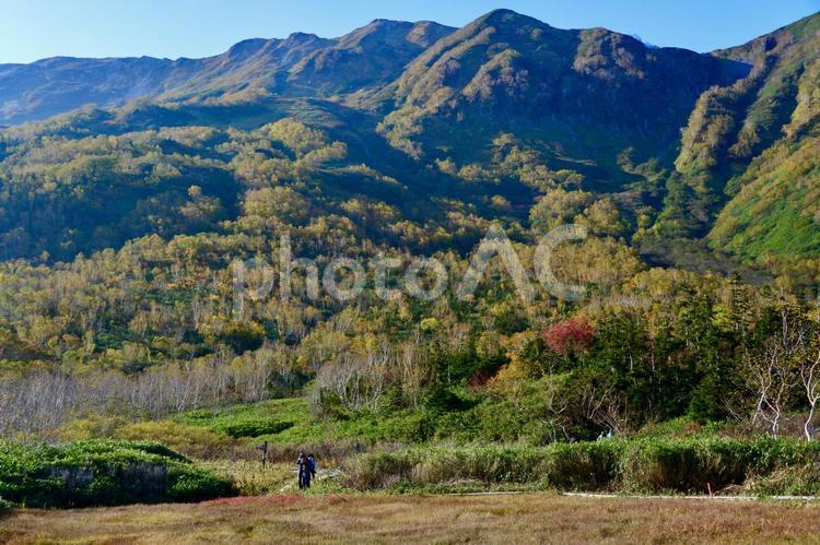 湿原を行く 栂池高原,白馬,紅葉の写真素材