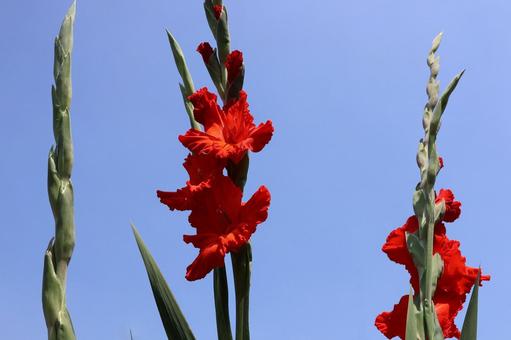 Photo, canna, flower, orange, 