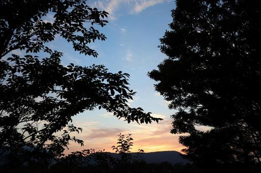 夕焼けと木々の影 夕焼け,空,木の写真素材