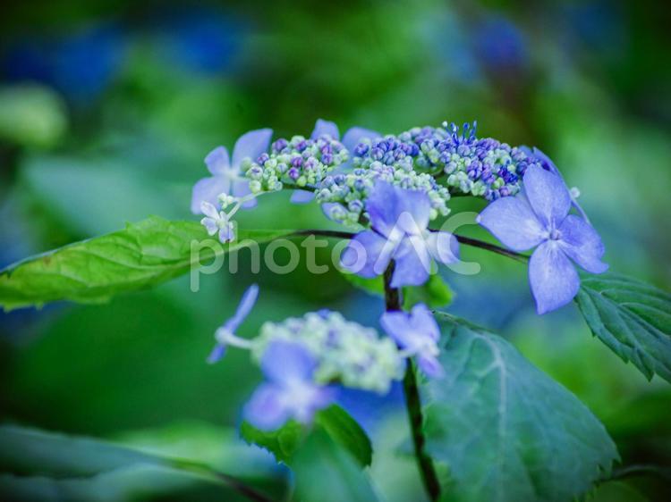 梅雨時期の風物詩　紫陽花の咲き始め 紫陽花,梅雨,アジサイの写真素材