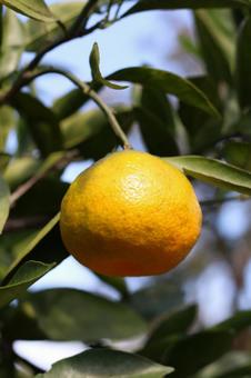 ミカン ミカン ミカン,みかん,蜜柑の写真素材