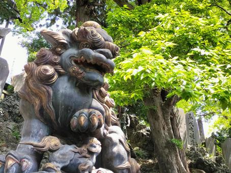成田山新勝寺 毀れ不動堂前の狛犬 成田山新勝寺 毀れ不動堂前の狛犬 成田山,新勝寺,毀れ不動堂の写真素材