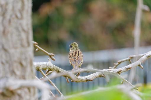 The back view of a Japanese bush warbler perched on a branch, aoji, bird, wild bird, JPG