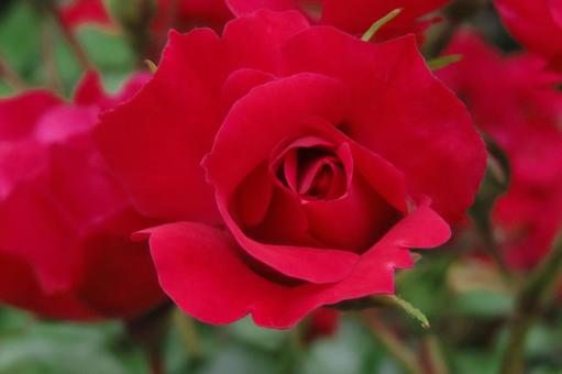 赤いバラ 赤いバラ 薔薇,赤い花,園芸品種の写真素材