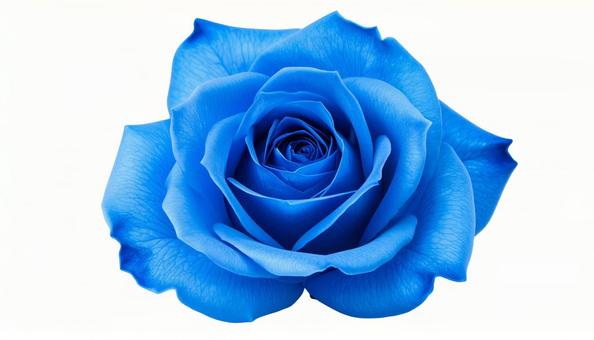 青い薔薇のクローズアップ(背景透過) 青い薔薇のクローズアップ(背景透過)の写真