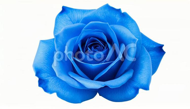 青い薔薇のクローズアップ（背景透過） ブルーローズ,薔薇,花の写真素材