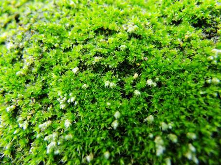 壁に生えた緑の苔 自然,野外,屋外の写真素材