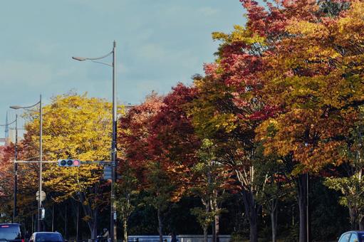 サクラ紅葉と青空 葉,秋,カエデの写真素材