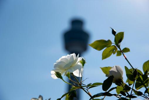 山下公園ローズガーデンの秋バラ　2　の写真