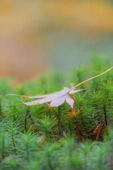 苔に散る紅葉 苔に散る紅葉の写真