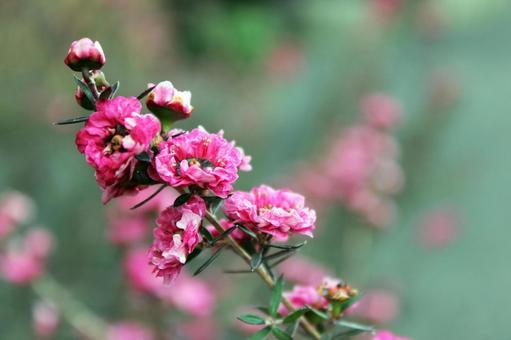 梅の花 梅の花の写真