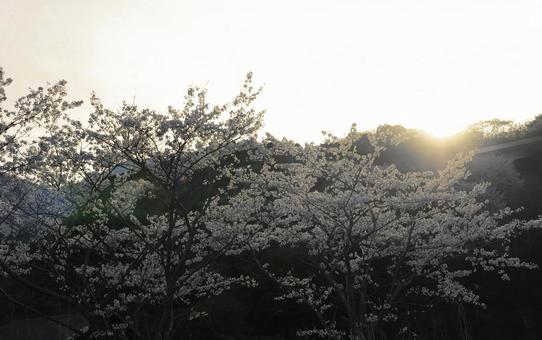 Photo, cherry blossoms, spring, sunset, 