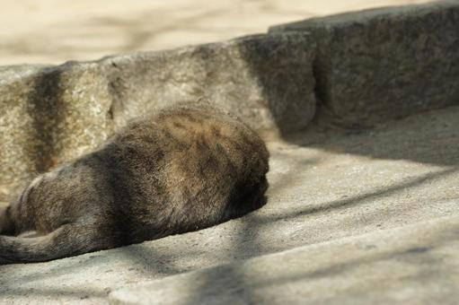 ねこ 箱座り,飼い猫,家猫の写真素材